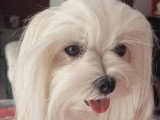 Bichon Maltais Shyna la Maman domaine-maltese-love.com