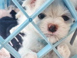 Bichon Maltais Brio Mâle déjà préservé domaine-maltese-love.com