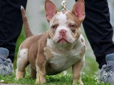Femelle American Bully à vendre