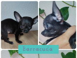 Chiots Chihuahua à poil court à vendre