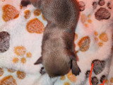 femelle fawn charbonné