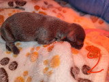 femelle bleue avec 2 tâches blanches au plastron et queue soudé (chiot non confirmable au LOF)