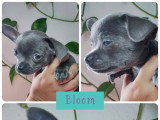 Chiots Chihuahua à poil court à vendre