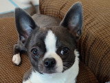 Mâle Chihuahua bleu et blanc pour saillie