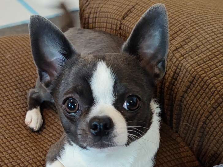 Mâle Chihuahua bleu et blanc pour saillie