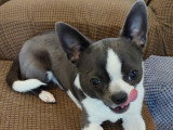 Mâle Chihuahua bleu et blanc pour saillie