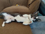 Mâle Chihuahua bleu et blanc pour saillie