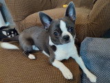 Mâle Chihuahua bleu et blanc pour saillie