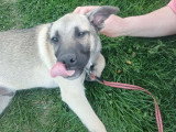 Jacky, croisé Malinois à adopter en association