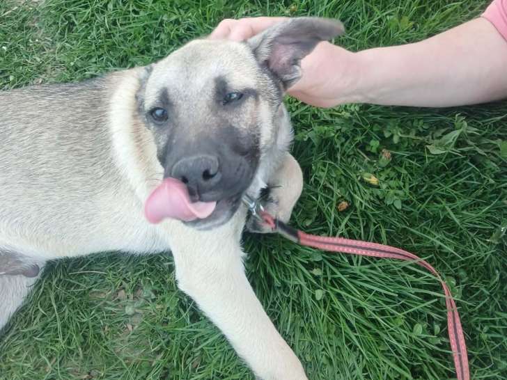 Jacky, croisé Malinois à adopter en association