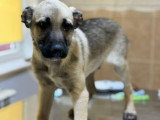 Jacky, croisé Malinois à adopter en association