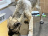 Jacky, croisé Malinois à adopter en association