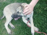 Jacky, croisé Malinois à adopter en association