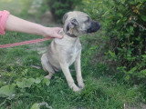 Jacky, croisé Malinois à adopter en association