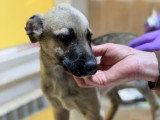 Jacky, croisé Malinois à adopter en association
