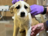 Franky, chiot très sociable à adopter en association