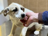 Franky, chiot très sociable à adopter en association