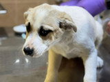 Franky, chiot très sociable à adopter en association