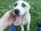 Franky, chiot très sociable à adopter en association
