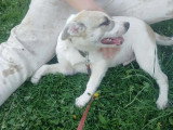 Franky, chiot très sociable à adopter en association