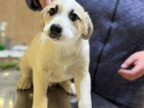 Franky, chiot très sociable à adopter en association