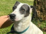 En attente d'adoption : chienne au pelage noir et blanc de 3 ans