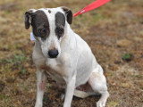 En attente d'adoption : chienne au pelage noir et blanc de 3 ans
