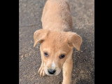 À adopter : chiot mâle de 2 mois au pelage fauve