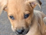 En attente d'un foyer : chiot femelle de 2 mois au pelage fauve charbonné