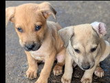 En attente d'un foyer : chiot femelle de 2 mois au pelage fauve charbonné