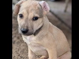 À accueillir : chiot femelle de 2 mois au pelage fauve