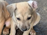 À accueillir : chiot femelle de 2 mois au pelage fauve