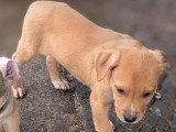 En quête d'un foyer : chiot mâle de 2 mois au pelage fauve