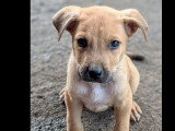 Chiot mâle fauve charbonné de 2 mois en attente d'adoption