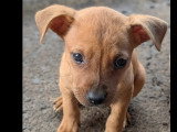 Chiot femelle de 2 mois au pelage fauve à la recherche d'une famille
