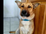 Chien Berger de 3 ans au pelage caramel à adopter