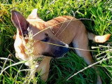 Chien Berger de 3 ans au pelage caramel à adopter