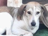 Chienne Berger de 3 ans à la robe marron et blanc en quête d'un foyer