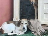 Chienne Berger de 3 ans à la robe marron et blanc en quête d'un foyer
