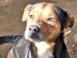 Chien noir et feu de 4 ans en attente d'un foyer