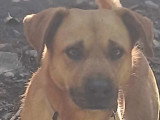 Chien fauve de 3 ans à la recherche d'une famille