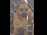 Chien fauve de 3 ans à la recherche d'une famille