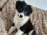 Alpha, chiot à adopter en association
