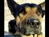 Chien Berger de 4 ans au pelage noir et feu à adopter