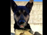 Chien Berger de 4 ans au pelage noir et feu à adopter