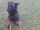 Chienne de 2 ans au pelage fauve charbonné en attente d'adoption