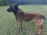Chienne de 2 ans au pelage fauve charbonné en attente d'adoption
