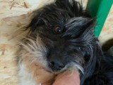 Anna Mary, gentille chienne à adopter en association
