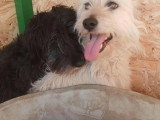 Anna Mary, gentille chienne à adopter en association