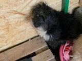 Anna Mary, gentille chienne à adopter en association